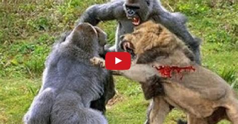 GORILLA vs LION Real Fight Lions Kill and Eat Baboon ...