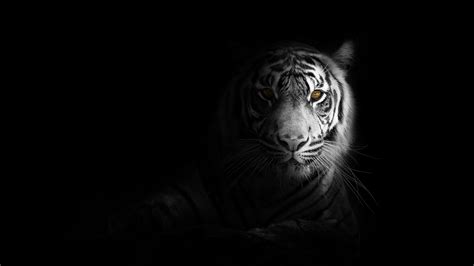 We did not find results for: White tiger 4K Wallpaper, Bengal Tiger, Black background ...