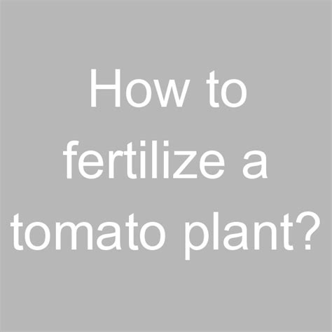 How To Fertilize A Tomato Plant Rainbow Run Farm