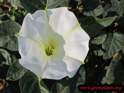 Datura How To Grow And Care
