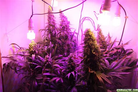 However, for plants, light is food. DIY - LED Grow Light