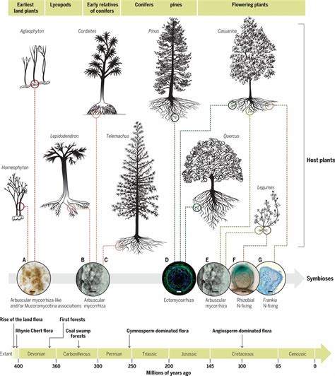 Ancestral Alliances Plant Mutualistic Symbioses With Fungi And