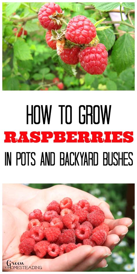 How To Grow Raspberries In Pots And Backyard Raspberry Bushes Gardening