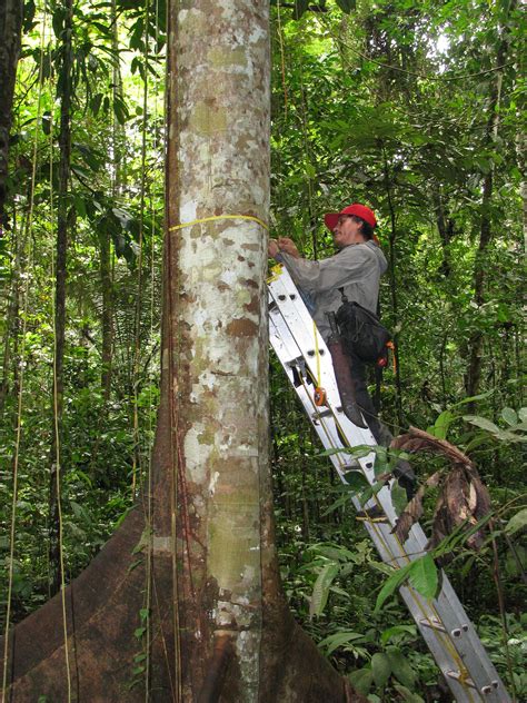 Tropical Forests Carbon Sink Is Rapidly Weakening Crucial For