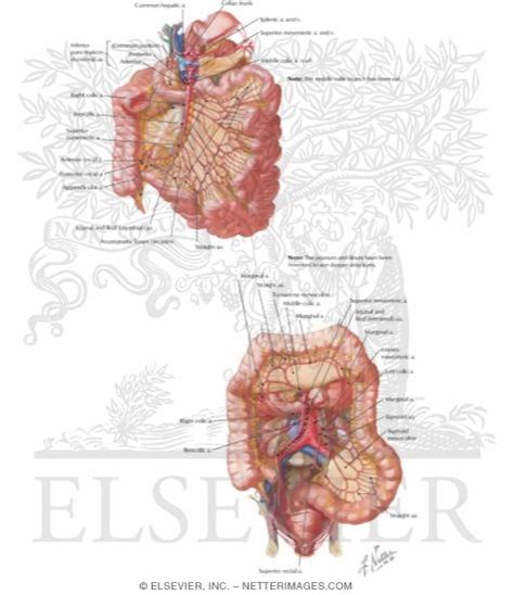 Superior And Inferior Mesenteric Arteries And Their Branches