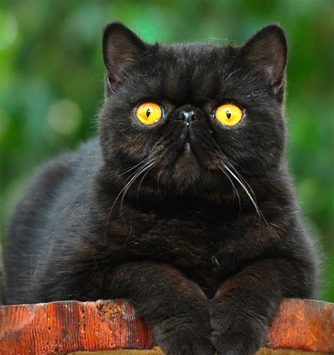 This sweet feline is affectionate and loyal. Wallpaper Kucing Exotic Shorthair Dijual Lucu