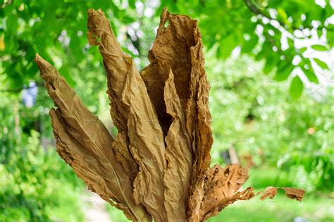 Dry Tobacco Leaf On A Green Natural Nature Stock Photos Creative Market