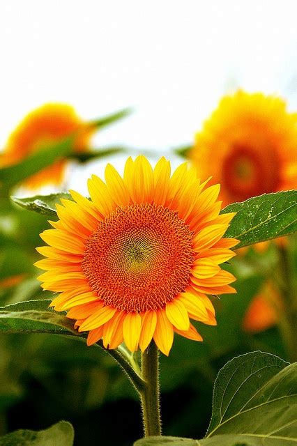 Wallpapers Images Picpile Autumn Beautiful Sunflowers Wallpapers