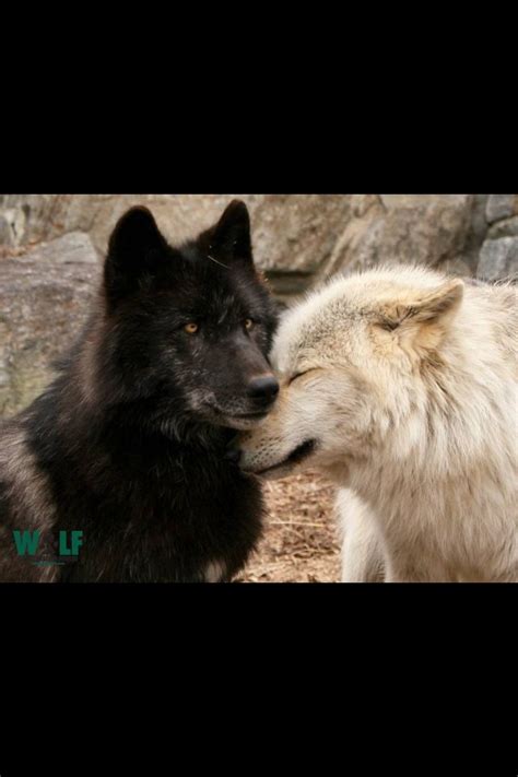 Pin By Keith Michael On ~cute Animals~ Wolf Mates Wolf Love Wolf Dog