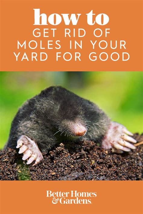 How To Live With Moles In Your Yard