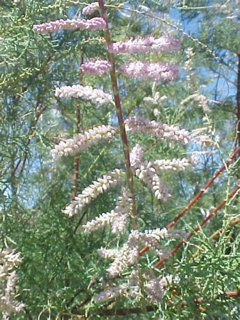 They were introduced as a means save top soil from blowing away off of farms, to help keep banks from eroding into the river, and interestingly as a means to slow down evaporation of the river itself. Salt Cedar or Tamarisk Allergy Info | Stallergenes Greer