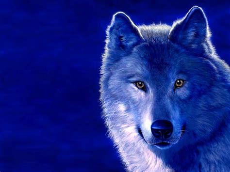 Blue Wolf Wallpapers Wallpaper Cave