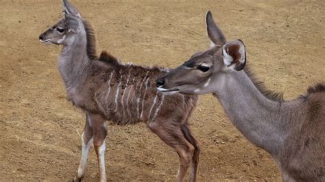 Baby Kudu Makes Debut At Dallas Zoo Nbc 5 Dallas Fort Worth