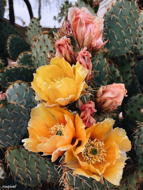 Blooming Opuntia Cactus In Arizona United States Free Image By
