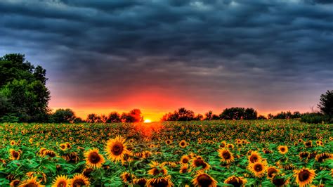 Sunflowers Galore Wallpaper And Background Image