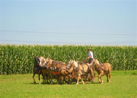 And does a horse always exert one horsepower? Horsepower - Wikipedia