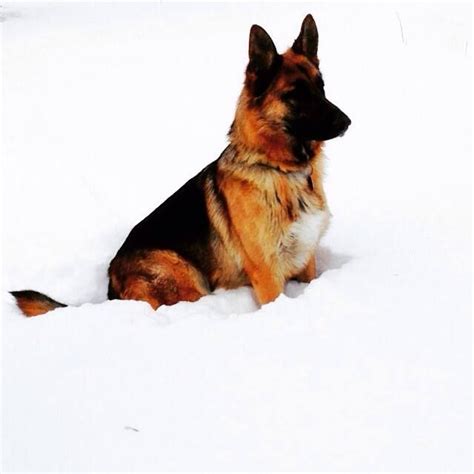 Das Snow Baby Radar German Shepherd Puppies Guard Dogs German