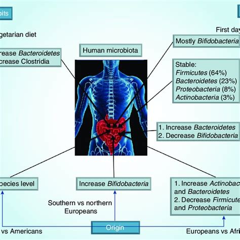 Major Bacteria And Archaea In The Human Gut Microbiota And Their