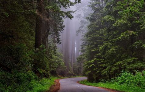 Wallpaper Road Forest Trees Fog Ca Usa National Park Redwood