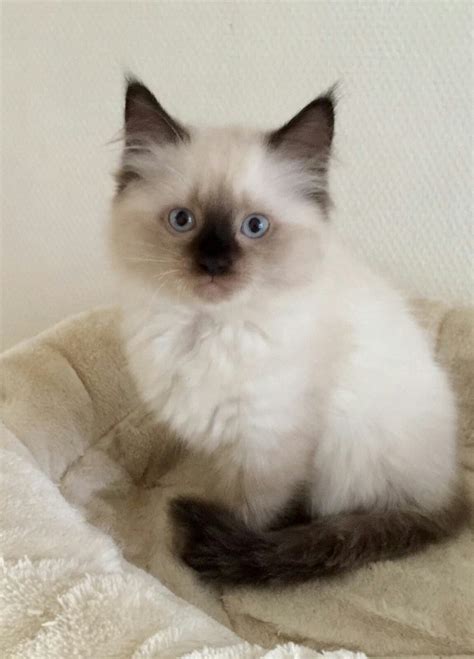 Ragdoll Seal Point Ragdoll Pets Cats