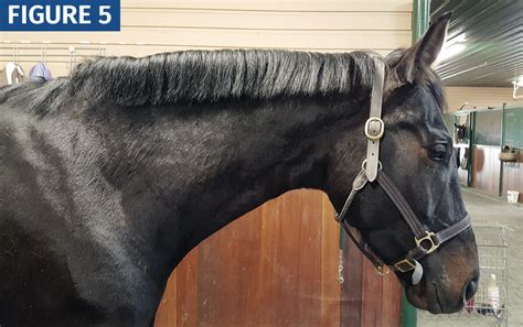 There is no exact weight limit for horseback riding, but as a general rule, horses should not carry more than 20% of their total body weight. How to Shorten a Horse's Mane with Scissors | Horse Journals