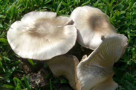Simply take or upload a picture of a mushroom, and picture mushroom app can tell you what it is within seconds. Agaricus californicus - Wikipedia