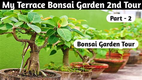 My Bonsai Garden Tour Part 2 Youtube