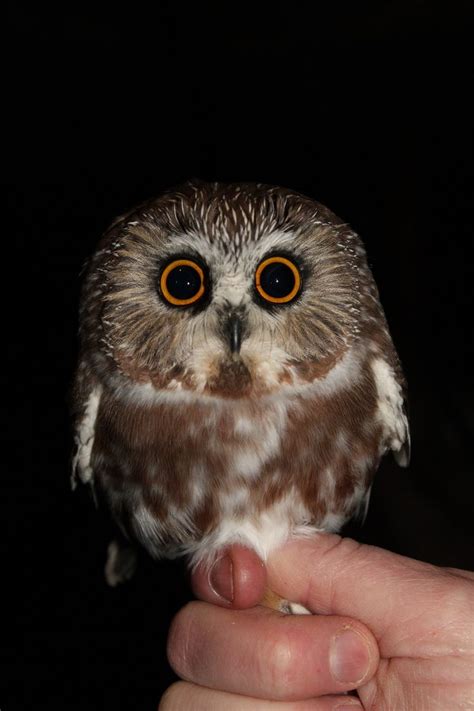 Northern Saw Whet Owl Saw Whet Owl Owl Cute Creatures