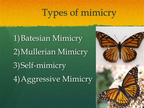 Learn vocabulary, terms and more with flashcards example 2: PPT - Mimicry and camouflage PowerPoint Presentation, free download - ID:2008512