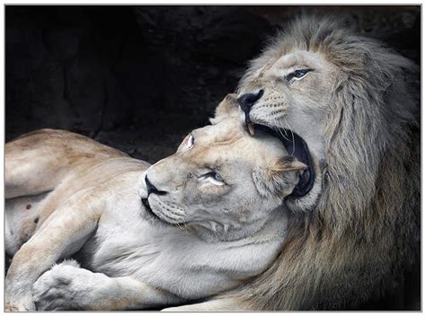 White Lions In Love By Klaus Wiese On 500px Lion Love Animals