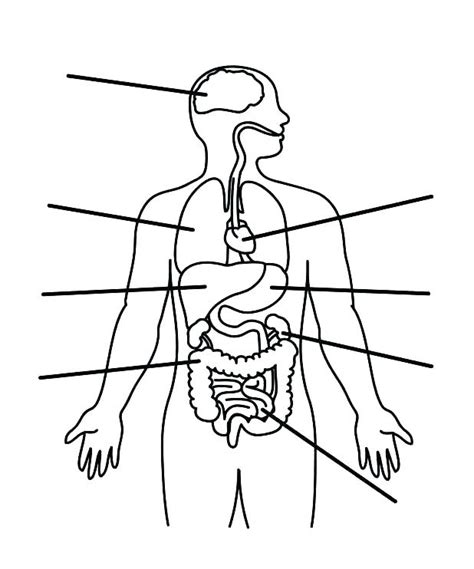 Printable Digestive System Coloring Page