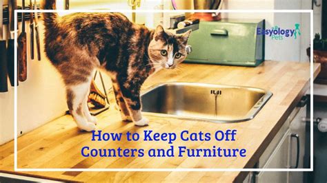 Maybe you would like to learn more about one of these? How to Keep Cats Off Counters and Furniture | First time ...