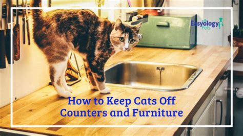 Try using a few drops of peppermint essential oil in your kitchen cleaner. How to Keep Cats Off Counters and Furniture | First time ...