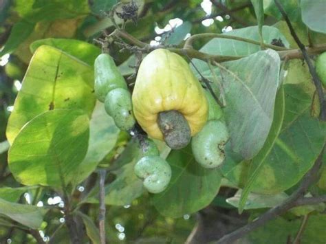 Check spelling or type a new query. Cashew Fruit Tree Goa | Fruit trees, Cashew, Fruit