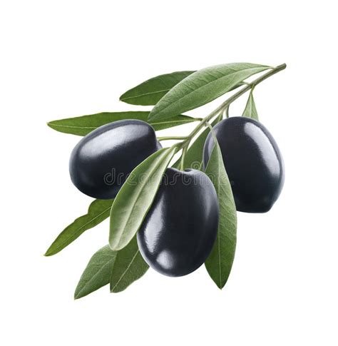 Black Olives Set Isolated On White Background Stock Photo Image Of