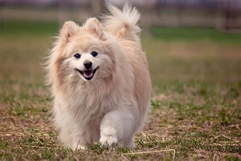 Pomeranian Dog Breed Information Complete Guide Dog Is World