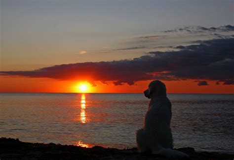 Sunset Sunset Dog Photos Dog Life