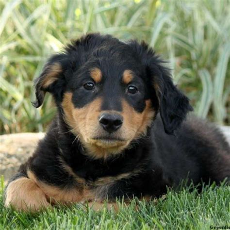 Find english shepherd puppies and dogs for adoption today! Tanner - English Shepherd Puppy For Sale in Pennsylvania