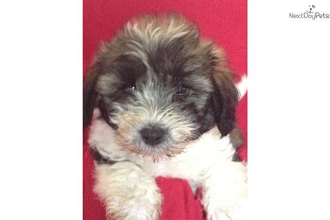 6,906 likes · 16 talking about this. Havapoo puppy for sale near Little Rock, Arkansas | 554ad77a-33d1
