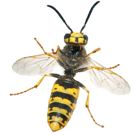 Wasp Png Transparent Image Download Size 1891x1891px