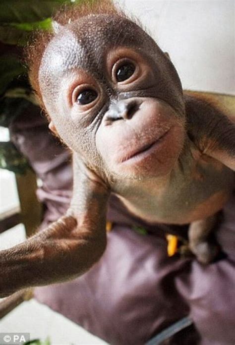 Watch The Adorable Moment Rescued Baby Orangutans Meet For The First Time