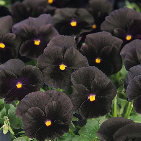 Black Flowers That You Can Grow In Your Garden