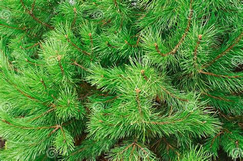 The Branches Of Pine Trees As Backdrop Stock Image Image Of Plant