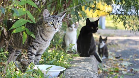 How To Help Your Neighborhoods Feral Felines Tips For Keeping