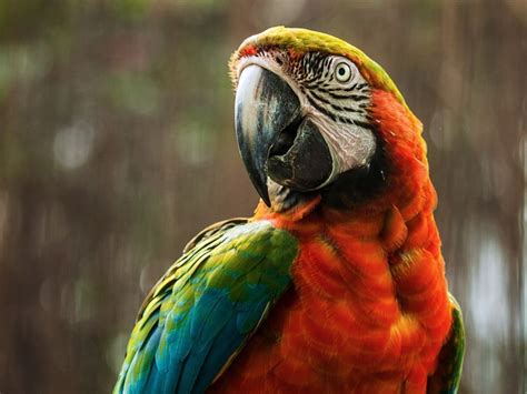 Macaw Parrot Photo By Noel Albeza — National Geographic Your Shot