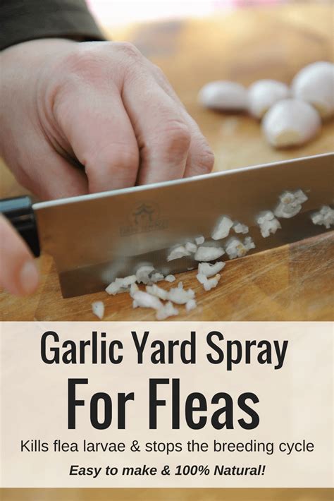 Homemade Garlic Yard Spray For Fleas Flea Spray Flea Spray For House