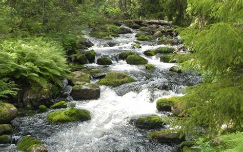 Stream Rivers Trees Forest Ferns Plants Moss Wallpaper 1920x1200