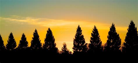 Sunset Pine Trees Stock Photo Image Of Landscape Sunset 48524876