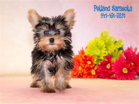Healthy and beautiful puppies available. Puppies for Sale: Petland Sarasota Has So Many to Choose ...