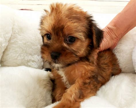 Check spelling or type a new query. Shorkie Puppies For Sale | Orange County, CA #283447